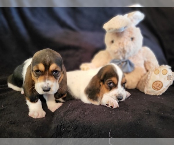 Medium Photo #2 Basset Hound Puppy For Sale in CLAREMORE, OK, USA