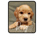 Puppy Daisy Goldendoodle-Labrador Retriever Mix