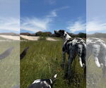 Small #13 Great Dane