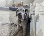 Small Great Dane