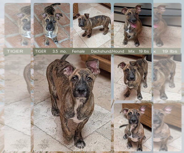 Medium Photo #1 Dachshund-Unknown Mix Puppy For Sale in Mesa, AZ, USA