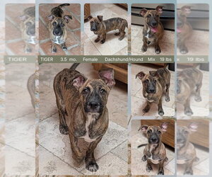 Dachshund-Unknown Mix Dogs for adoption in Mesa, AZ, USA