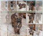 Small Dachshund Mix