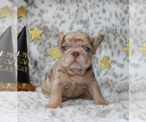 Medium Photo #6 French Bulldog Puppy For Sale in SAN FRANCISCO, CA, USA