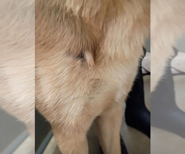 Medium Photo #2 German Shepherd Dog Puppy For Sale in La Porte, IN, USA