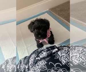 Schnauzer (Miniature) Puppy for sale in RALEIGH, NC, USA