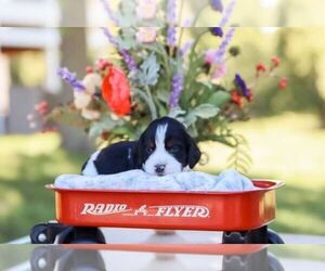 Medium English Springer Spaniel