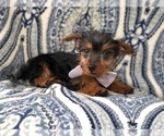 Small Photo #9 Yorkshire Terrier Puppy For Sale in LAKELAND, FL, USA