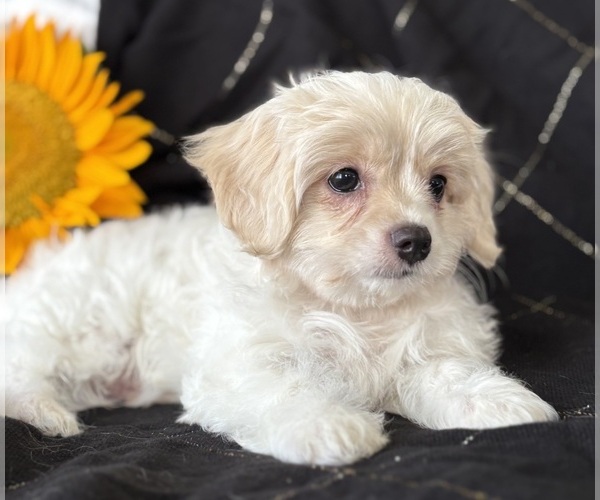 Medium Photo #7 Cav-A-Malt Puppy For Sale in ROCK STREAM, NY, USA
