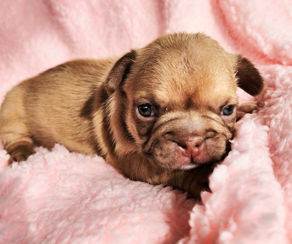 Medium Photo #4 French Bulldog Puppy For Sale in LAS VEGAS, NV, USA