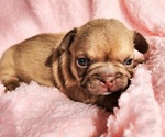 Small #3 French Bulldog