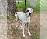 Small #1 Dalmatian Mix