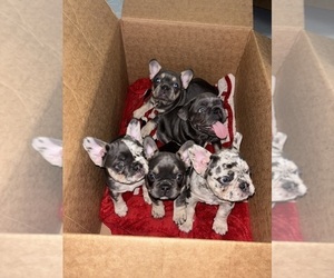 French Bulldog Puppy for sale in HANCEVILLE, AL, USA