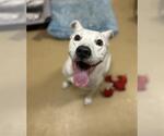 Small American Pit Bull Terrier Mix