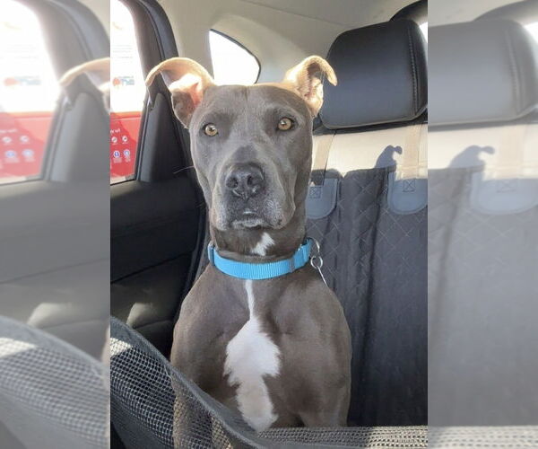 Medium Photo #15 Mutt Puppy For Sale in Oak Bluffs, MA, USA