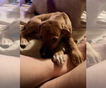 Beethoven - Female German Shorthaired Shepherd Dog for Adoption - Small photo