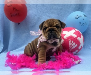 Medium English Bulldog
