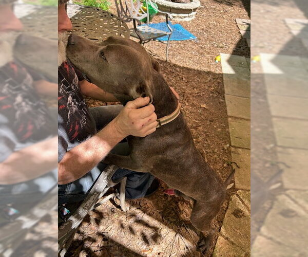 Medium Photo #9 American Pit Bull Terrier-Staffordshire Bull Terrier Mix Puppy For Sale in Atlanta, GA, USA