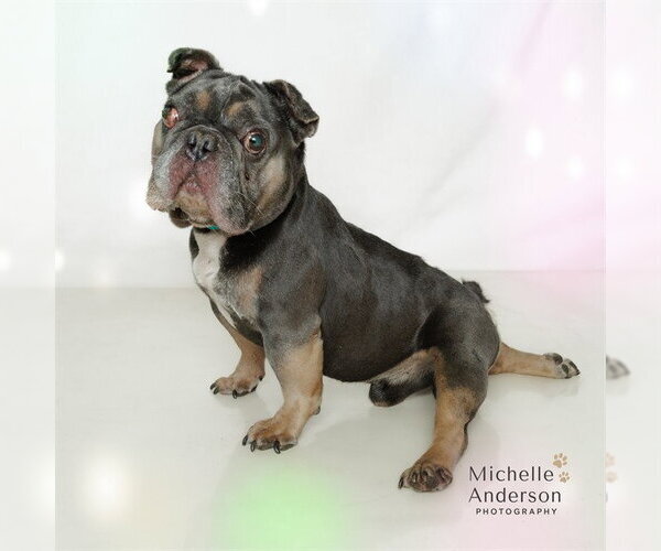 Medium Photo #1 French Bulldog Puppy For Sale in Corona, CA, USA