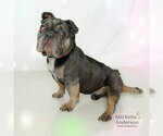 Small French Bulldog