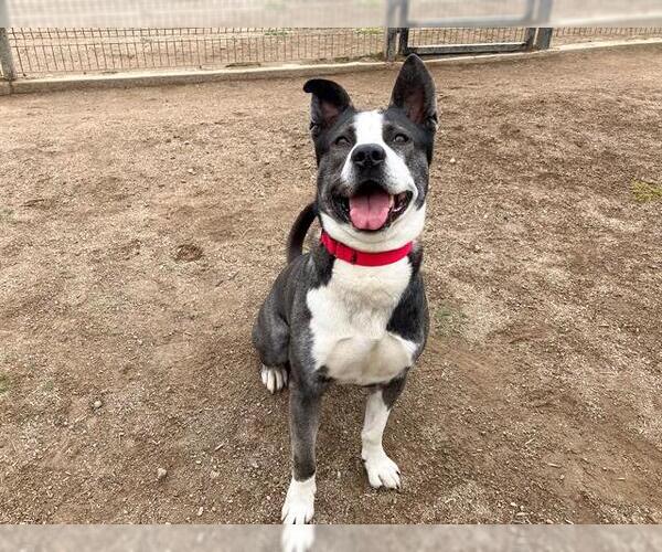 Medium Photo #2 American Pit Bull Terrier-Unknown Mix Puppy For Sale in Orange, CA, USA