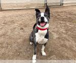 Small #1 American Pit Bull Terrier Mix