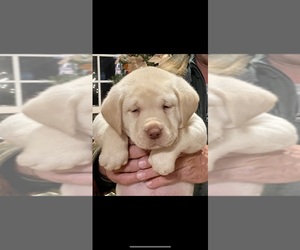 Labrador Retriever Puppy for sale in MONROE, NC, USA