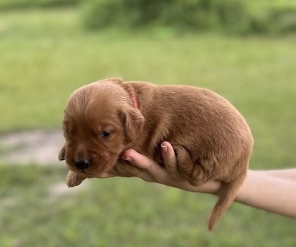 Medium Photo #1 Golden Retriever Puppy For Sale in EAST DUBLIN, GA, USA