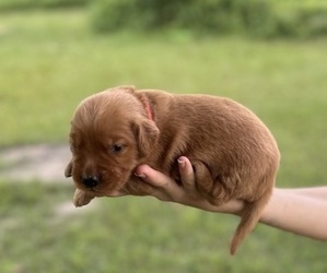 Golden Retriever Puppy for sale in EAST DUBLIN, GA, USA