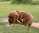 Image preview for Ad Listing. Nickname: Red Boy