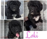Puppy 1 Goldendoodle mix (+ Poodle Miniature)