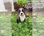 Small #3 Boston Terrier