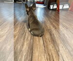 Small #3 French Bulldog