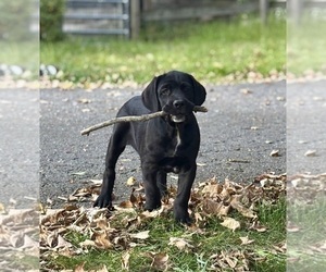 Cane Corso Puppy for sale in NEWTON, NJ, USA
