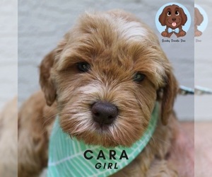 Australian Labradoodle Puppy for Sale in HOLLYWOOD, Florida USA