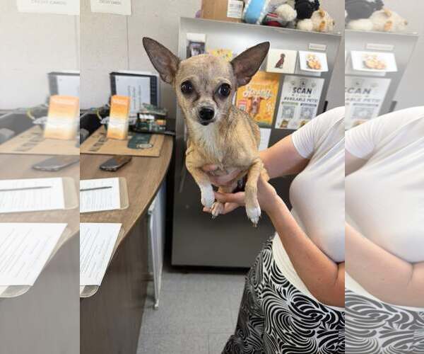 Medium Photo #5 Chihuahua Puppy For Sale in Shermans Dale, PA, USA