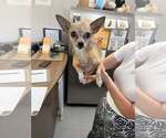 Small #4 Chihuahua