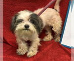 Small #1 Shih-Poo