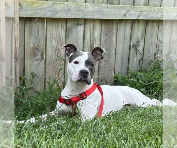 Medium Photo #3 American Pit Bull Terrier-Unknown Mix Puppy For Sale in Martinsburg, WV, USA