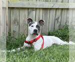 Small #2 American Pit Bull Terrier Mix