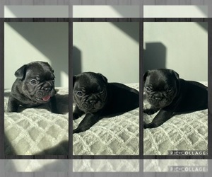 French Bulldog Puppy for sale in HOUSTON, TX, USA