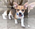 Small #2 Chihuahua Mix