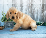 Small #2 Golden Retriever