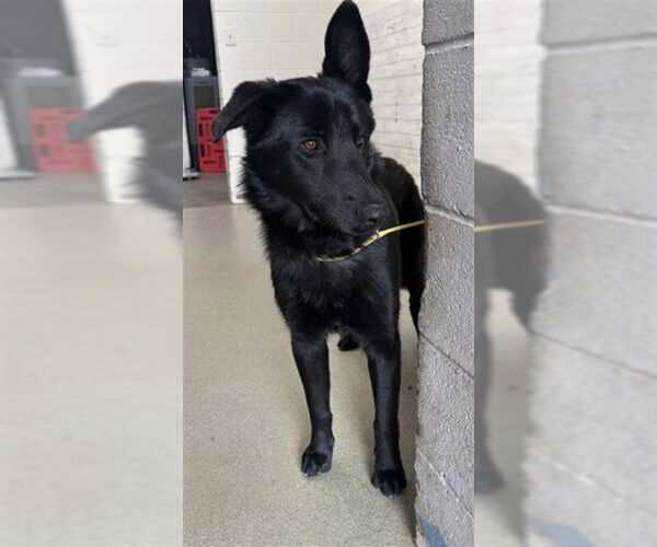 Medium Photo #1 German Shepherd Dog Puppy For Sale in San Bernardino, CA, USA