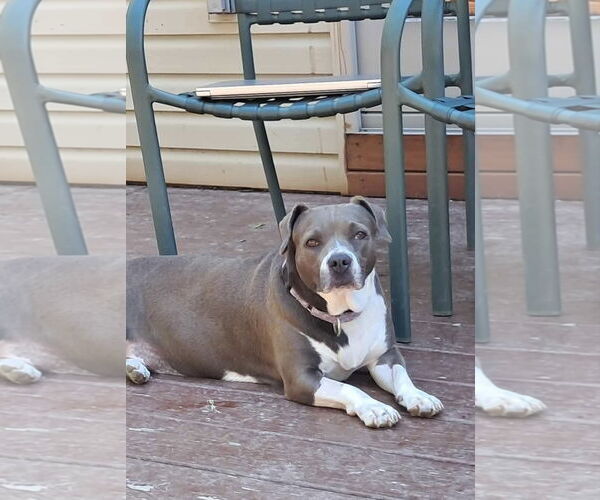 Medium Photo #1 American Pit Bull Terrier-Unknown Mix Puppy For Sale in pomfret, CT, USA