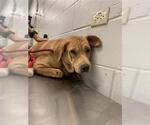 Small Labrador Retriever Mix