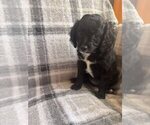 Small Photo #17 Cavapoo (Miniature) Puppy For Sale in SPRING HILL, TN, USA