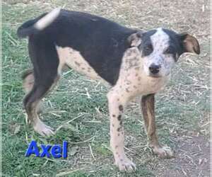Mutt Dogs for adoption in Minneapolis, MN, USA