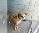 Small Labrador Retriever Mix