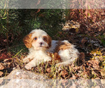 Puppy Saffron Cavapoo-Poodle (Standard) Mix